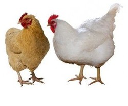 Gallinas