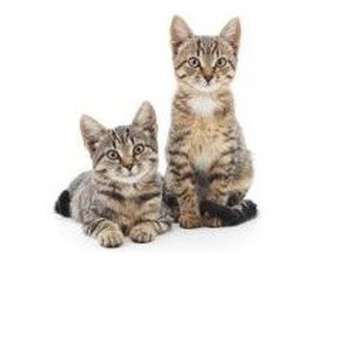 Gatos