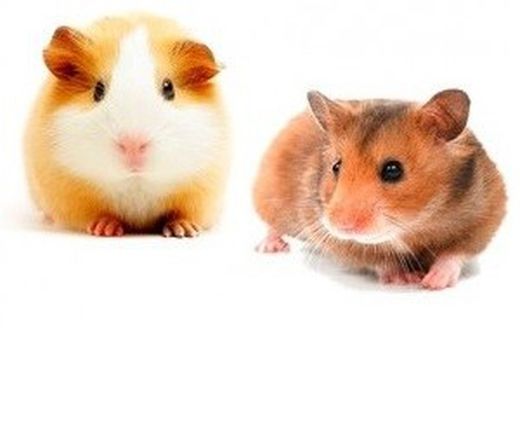 Hámster