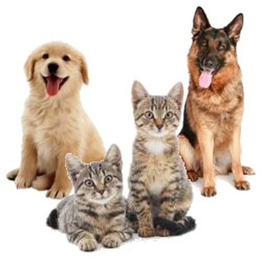 Perros y Gatos