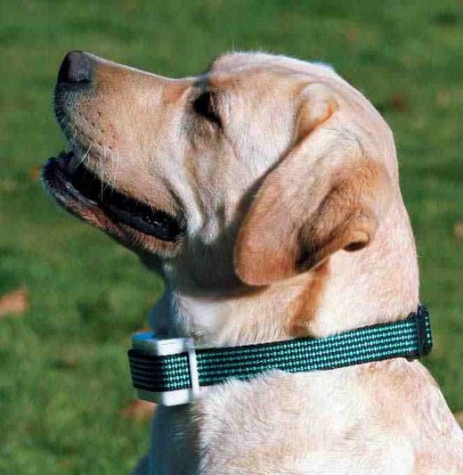Pack collar anti ladrido - ABOISTOP - Indoloro
